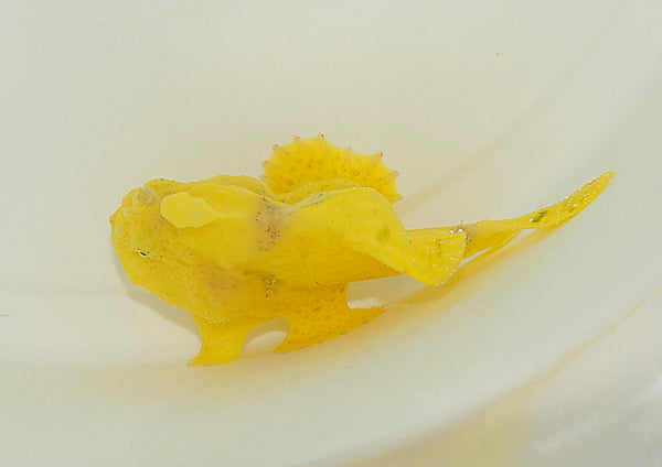 Antennarius spp. (Yellow)
