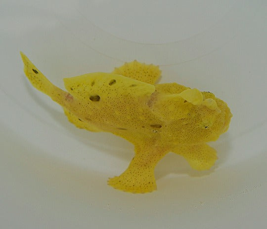 Antennarius spp. (Yellow)