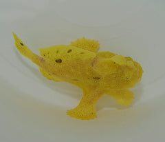 Antennarius spp. (Yellow)