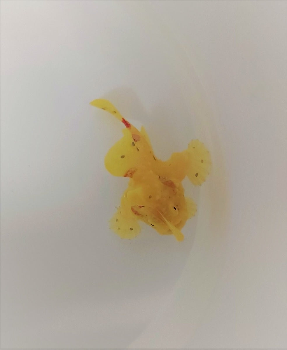 Antennarius spp. (Yellow)