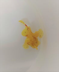 Antennarius spp. (Yellow)