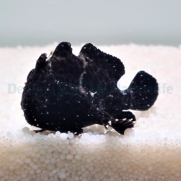 Antennarius spp. (Black)