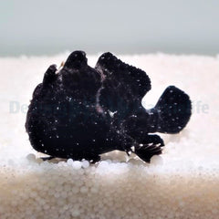 Antennarius spp. (Black)