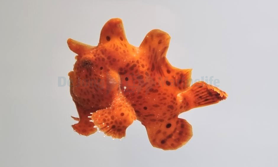 Antennarius spp. (Orange)