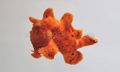 Antennarius spp. (Orange)