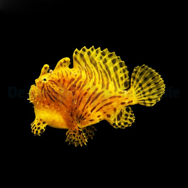 Antennarius striatus
