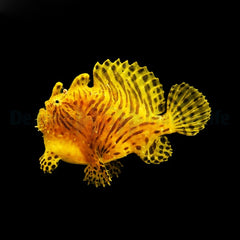 Antennarius striatus