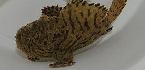 Antennarius striatus