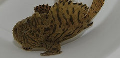 Antennarius striatus