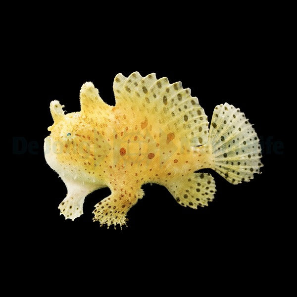 Antennarius striatus
