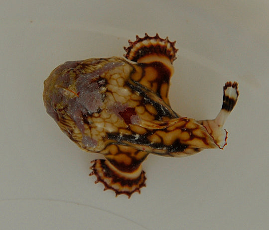 Antennarius tuberosus