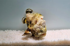 Antennarius tuberosus