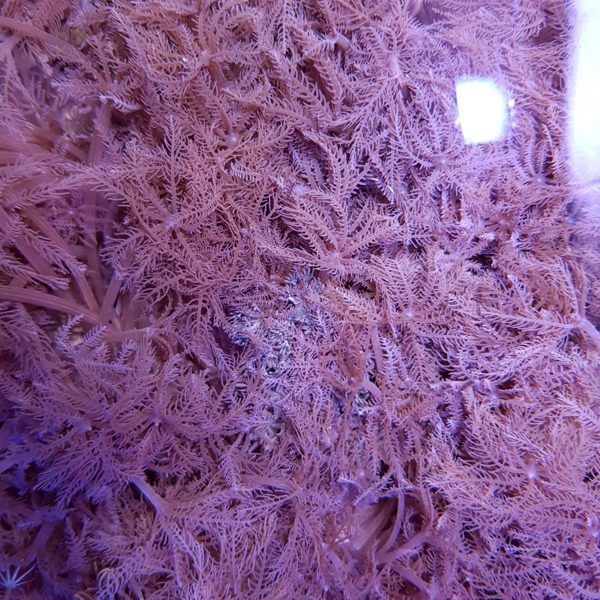 Anthelia glauca