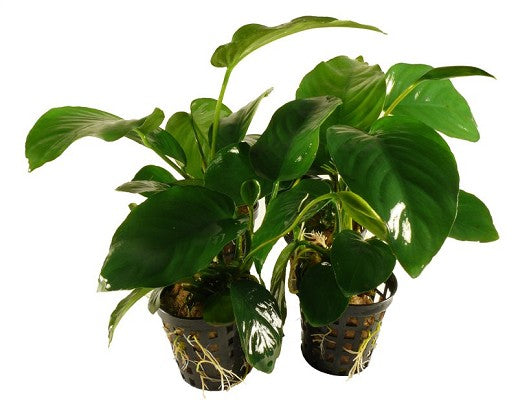 Anubias barteri in pot