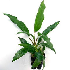 Anubias barteri glabra moederplant