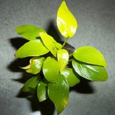 Anubias nana gold in pot @