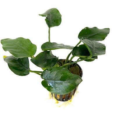 Anubias nana thick leaf in pot @