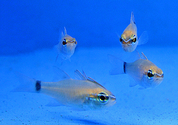 Ostorhinchus aureus