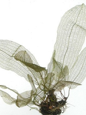 Aponogeton henkelianus in pot @
