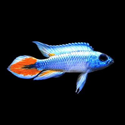 Apistogramma agassizii blue flame