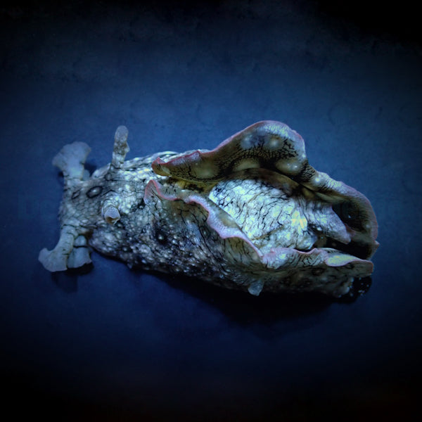Aplysia argus