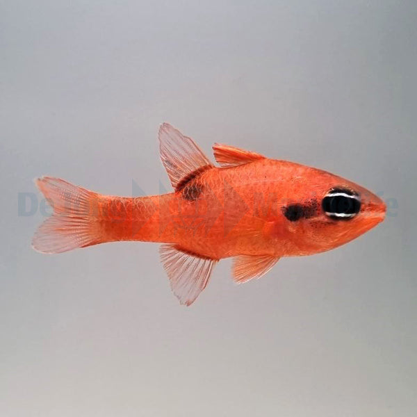 Apogon maculatus
