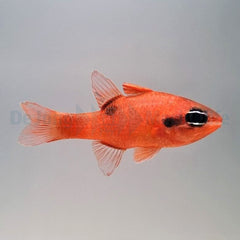 Apogon maculatus