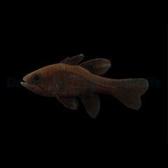Apogonichthyoides melas