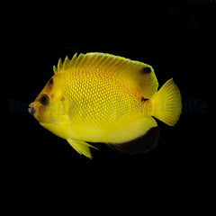 Apolemichthys armitagei