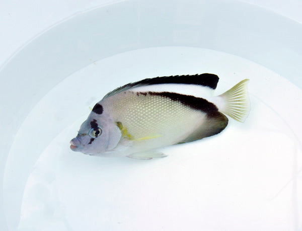 Apolemichthys griffisi