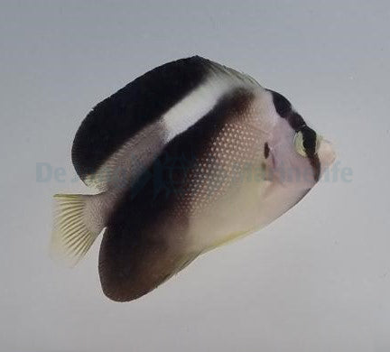 Apolemichthys griffisi
