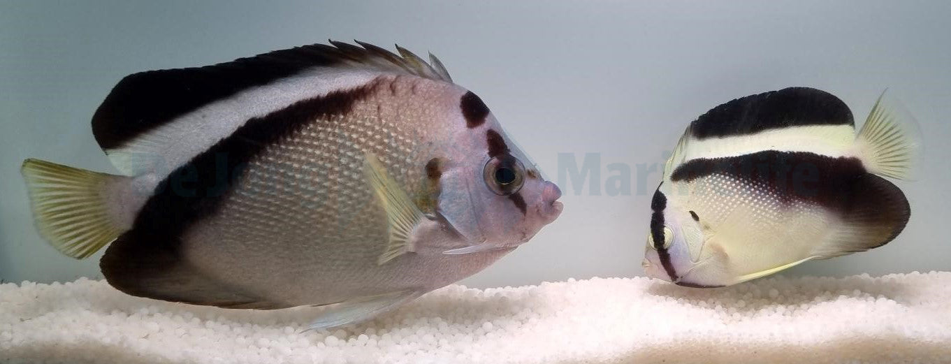 Apolemichthys griffisi (pair)