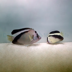 Apolemichthys griffisi (pair)