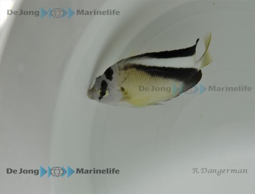 Apolemichthys griffisi