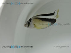 Apolemichthys griffisi