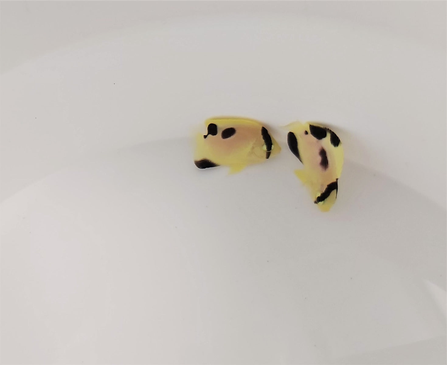Apolemichthys xanthopunctatus X griffisi - T.B.
