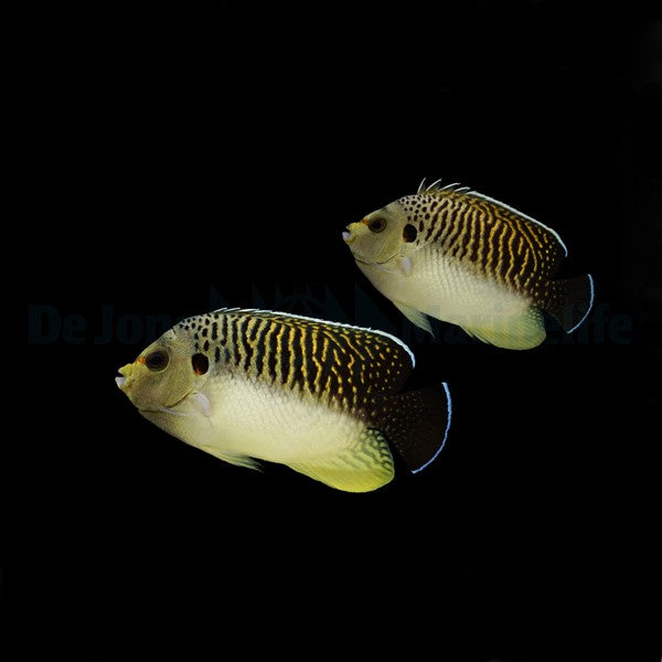 Apolemichthys kingi (pair)