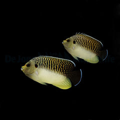 Apolemichthys kingi (pair)