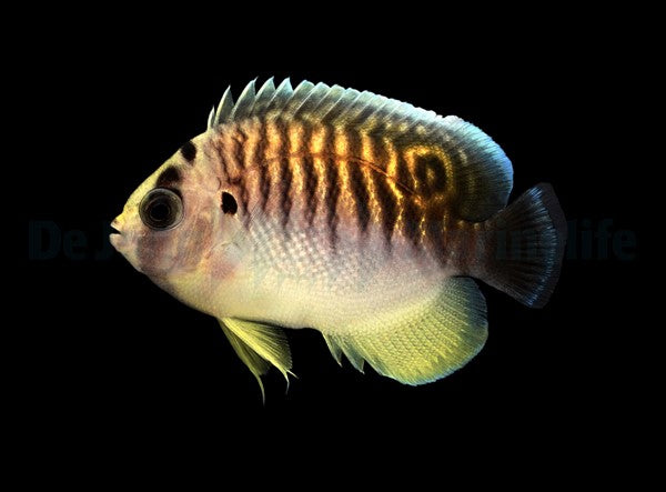 Apolemichthys kingi - T.B.