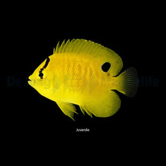 Apolemichthys trimaculatus