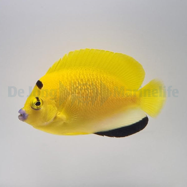 Apolemichthys trimaculatus