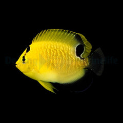 Apolemichthys xanthopunctatus - T.B.