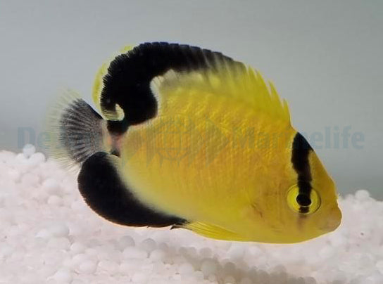 Apolemichthys xanthopunctatus - T.B.