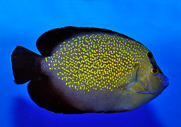 Apolemichthys xanthopunctatus