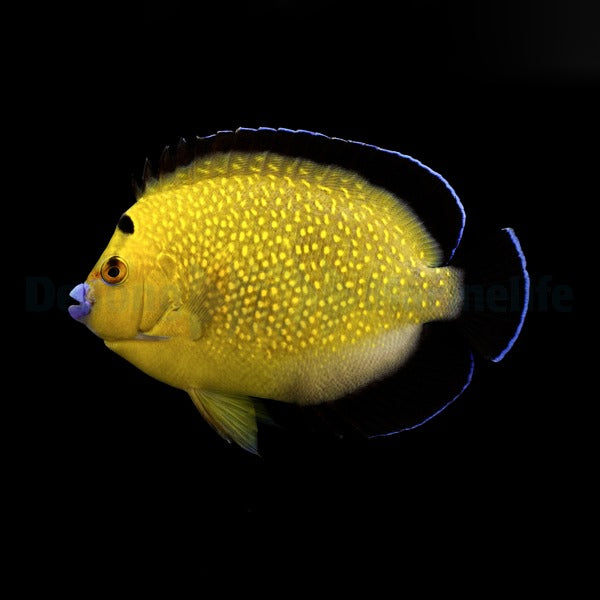 Apolemichthys xanthopunctatus