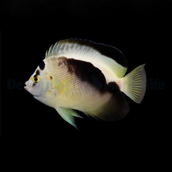 Apolemichthys xanthopunctatus X griffisi - T.B.