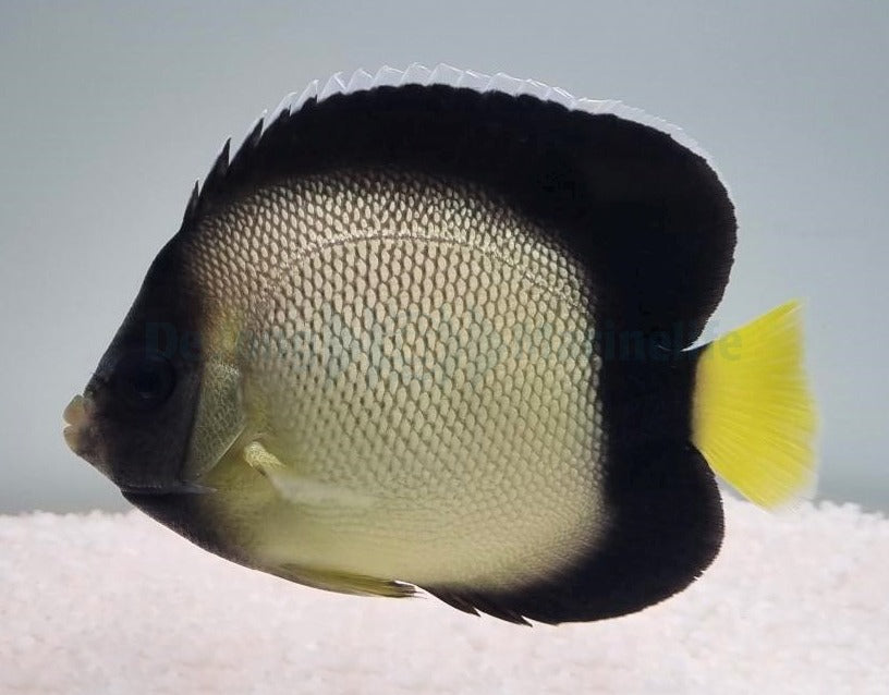 Apolemichthys xanthotis