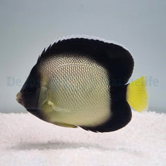 Apolemichthys xanthotis