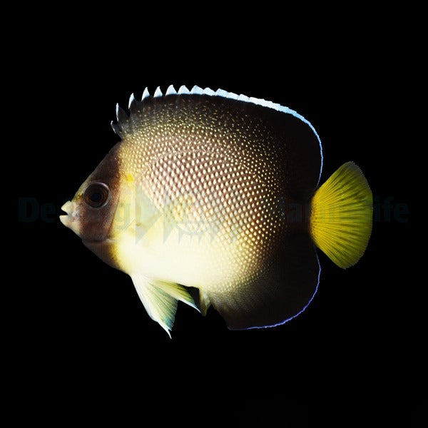 Apolemichthys xanthurus