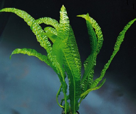 Aponogeton boivinianus knol in pot